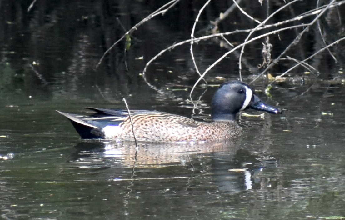 Blue-winged Teal - Ira Baline