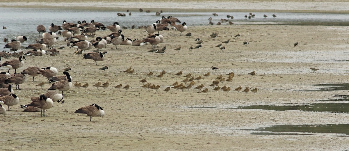 European Golden-Plover - Andrew Steele