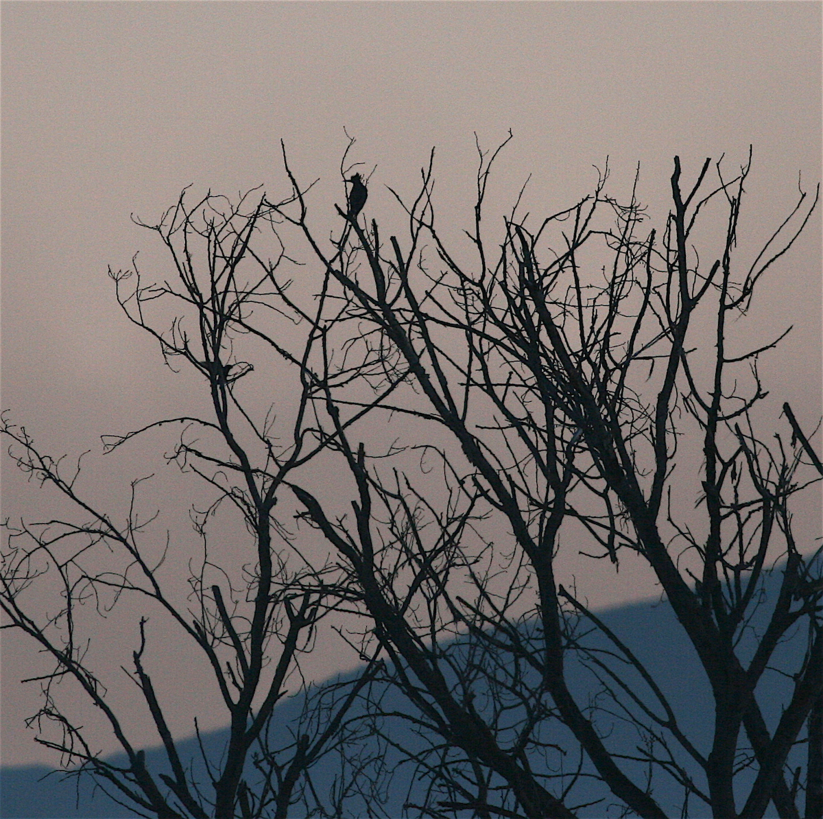 Green Heron - Anonymous