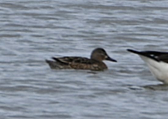 Blue-winged Teal - ML223884091