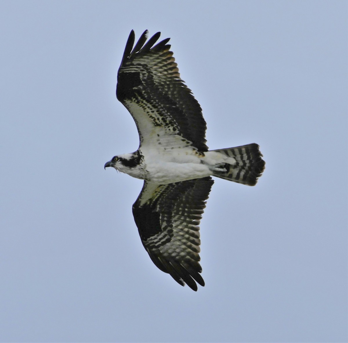 Osprey - ML223884161