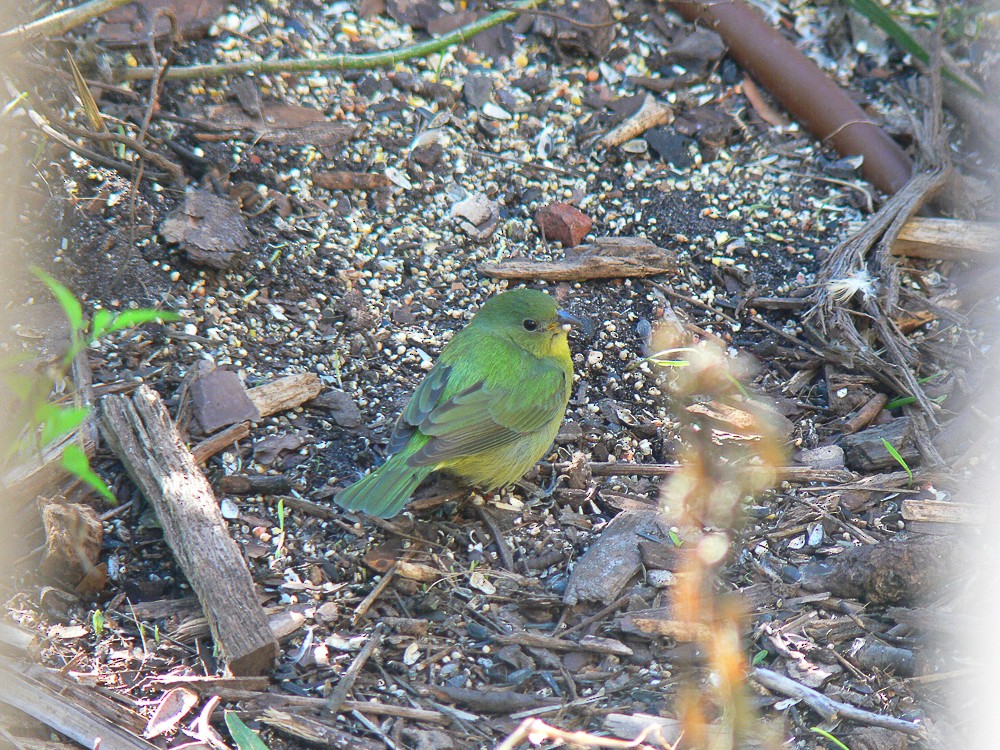 Painted Bunting - ML223885041