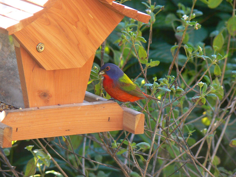 Painted Bunting - ML223885071