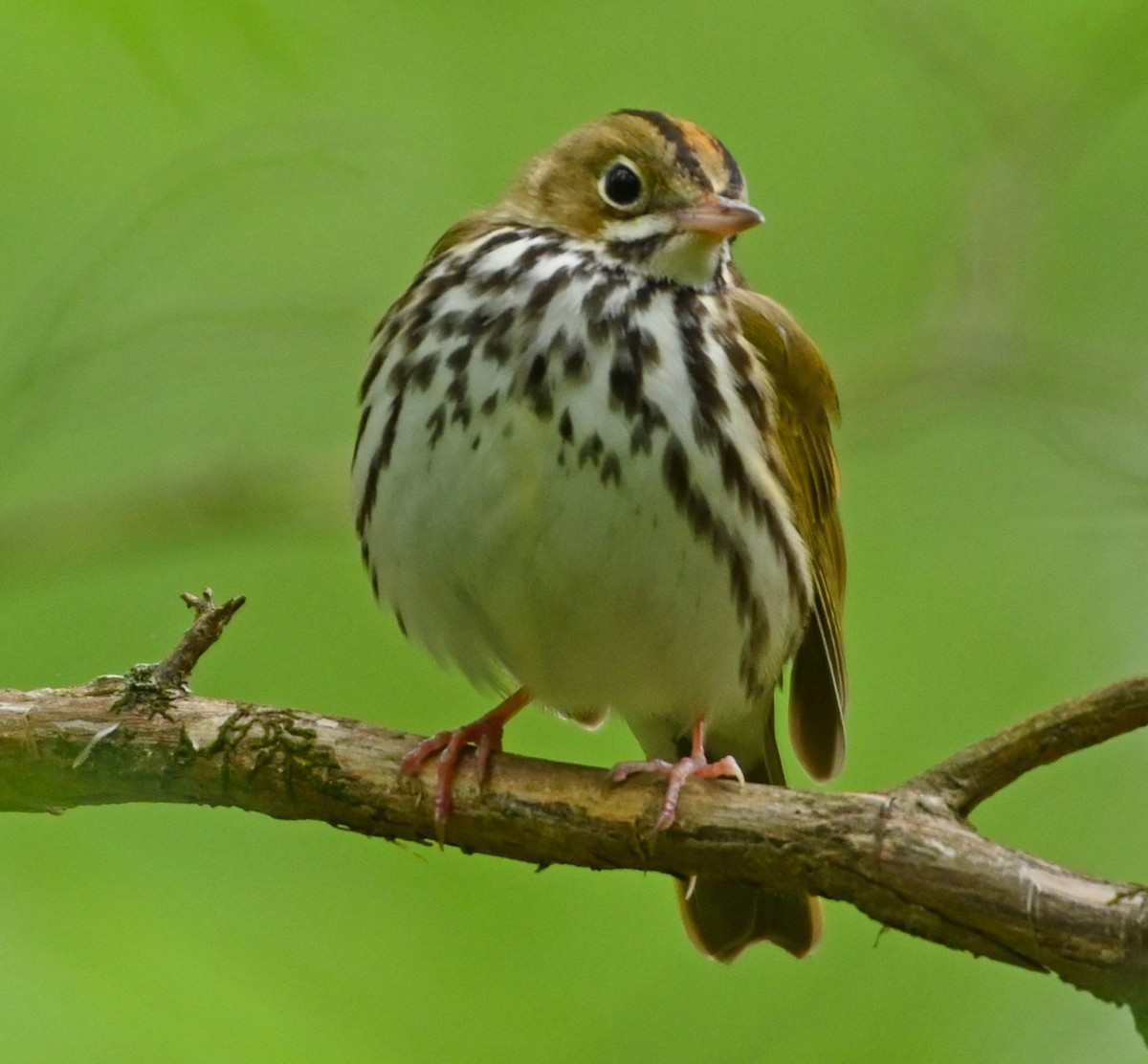 Ovenbird - ML223885651