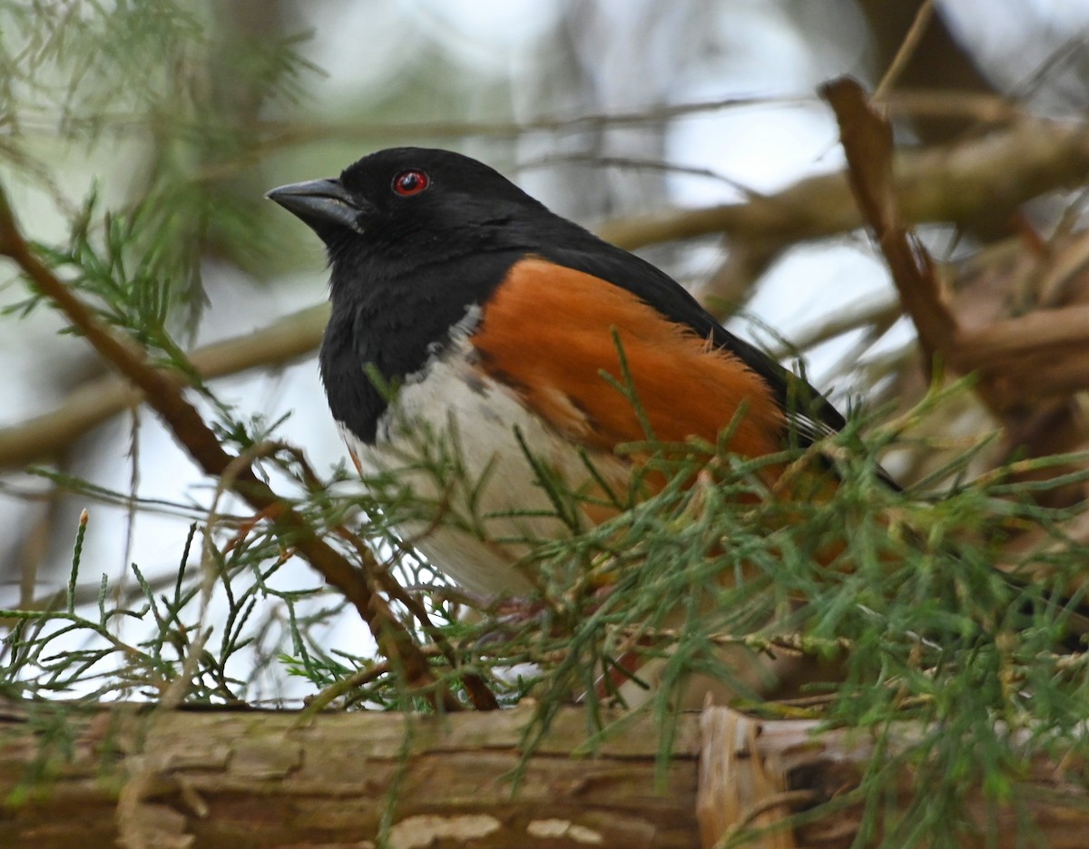 Eastern Towhee - ML223885731