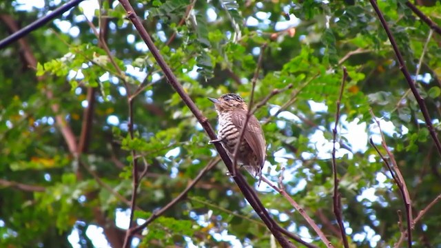 Ochre-collared Piculet - ML223885791