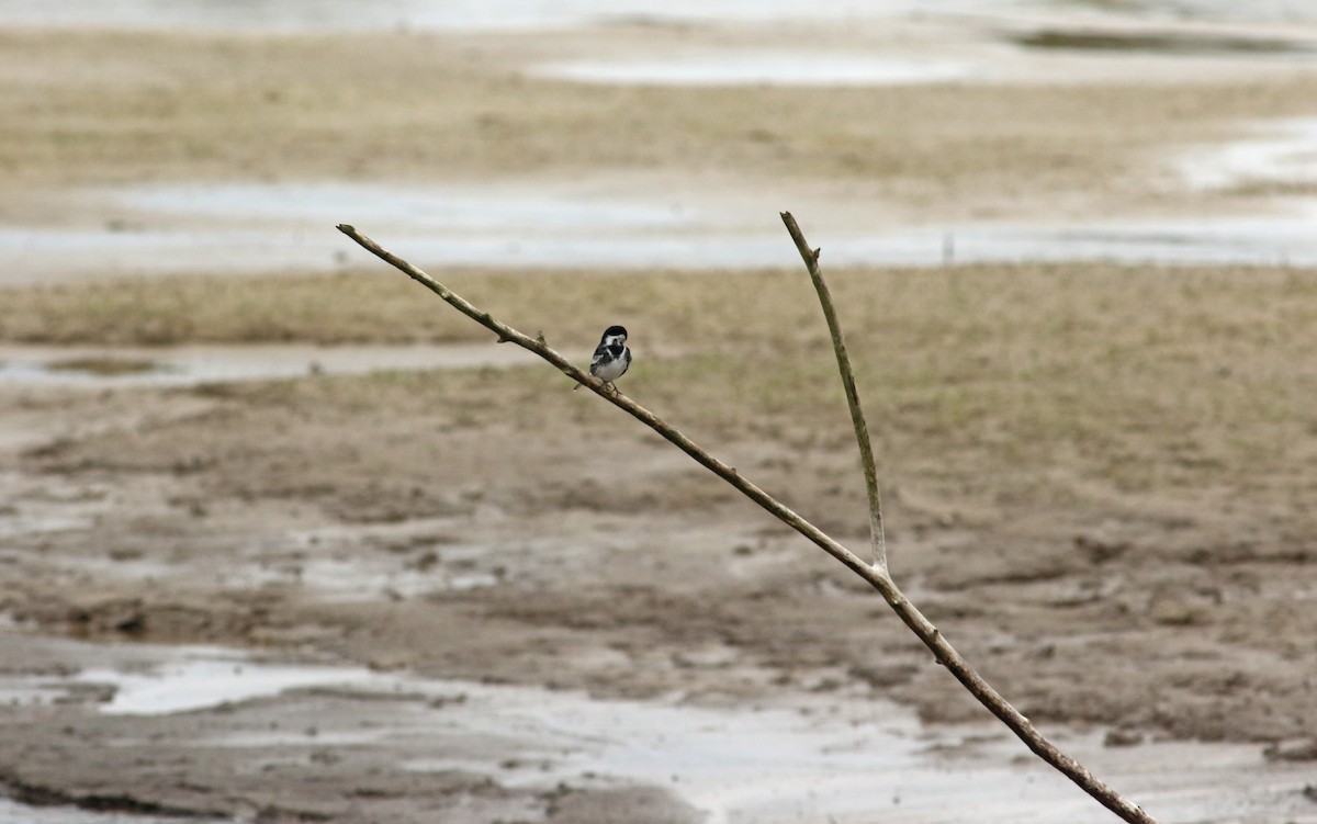 White Wagtail (British) - Andrew Steele