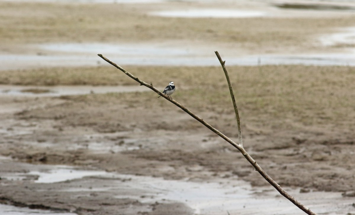 White Wagtail (British) - ML223885961