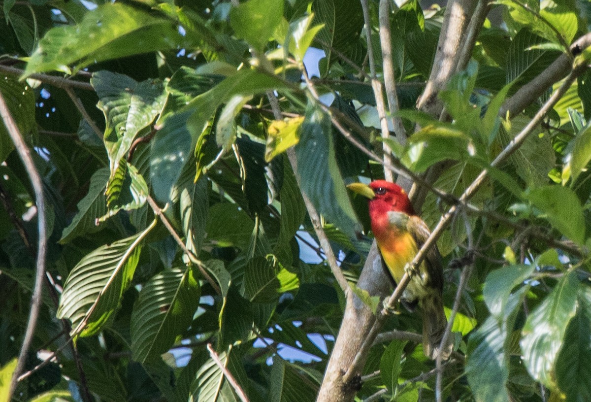 Scarlet-hooded Barbet - ML223886721