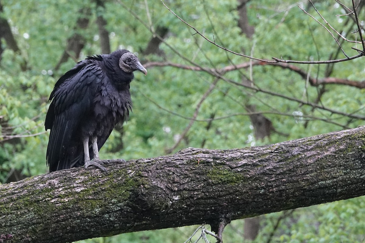 Black Vulture - Scott Stafford