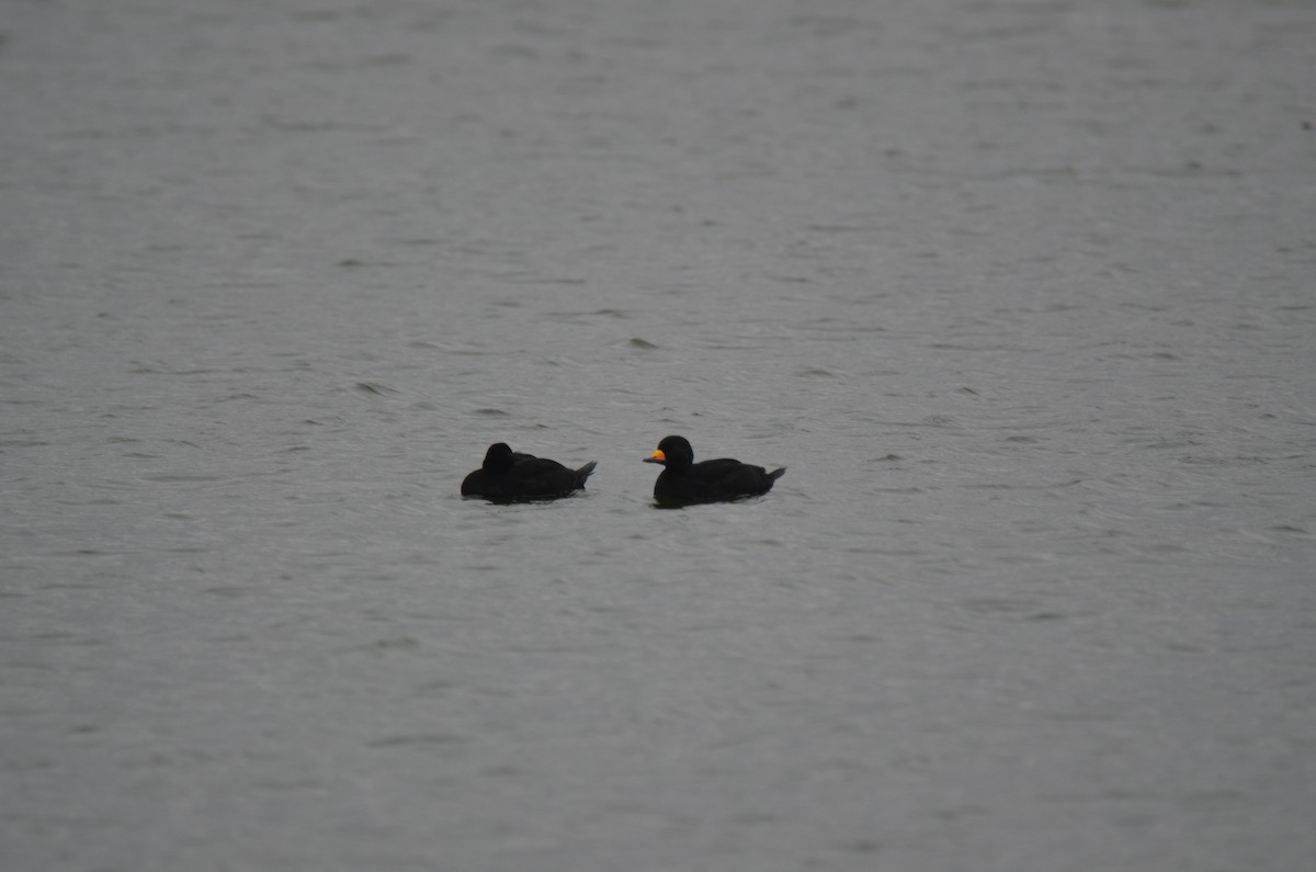 Black Scoter - Jeff Sexton