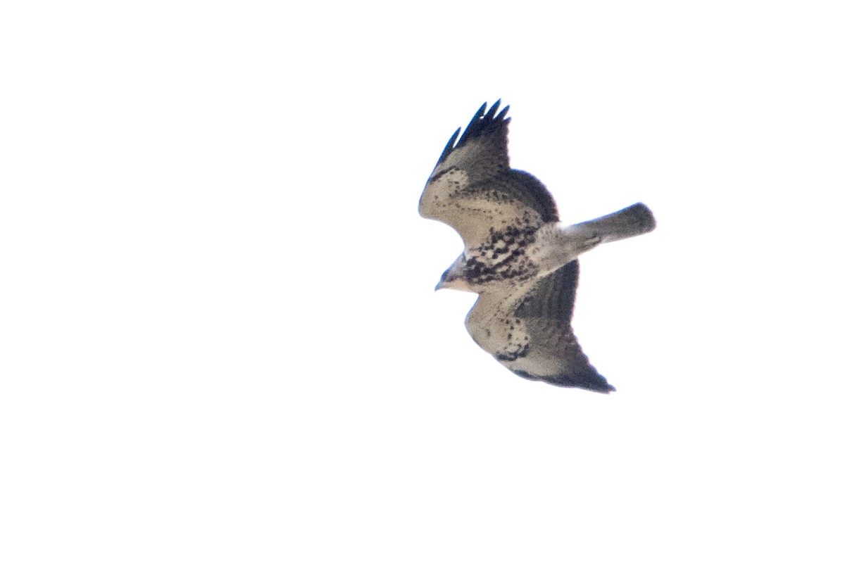Swainson's Hawk - Sue Barth