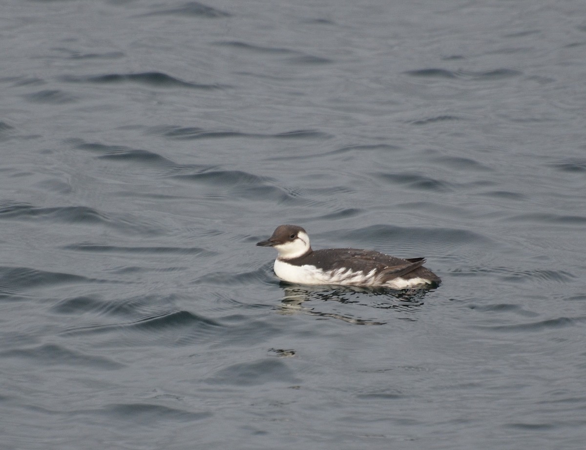 Guillemot marmette - ML223890931