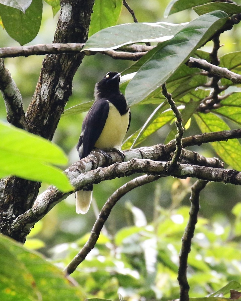 Black-chested Jay - Letha Slagle