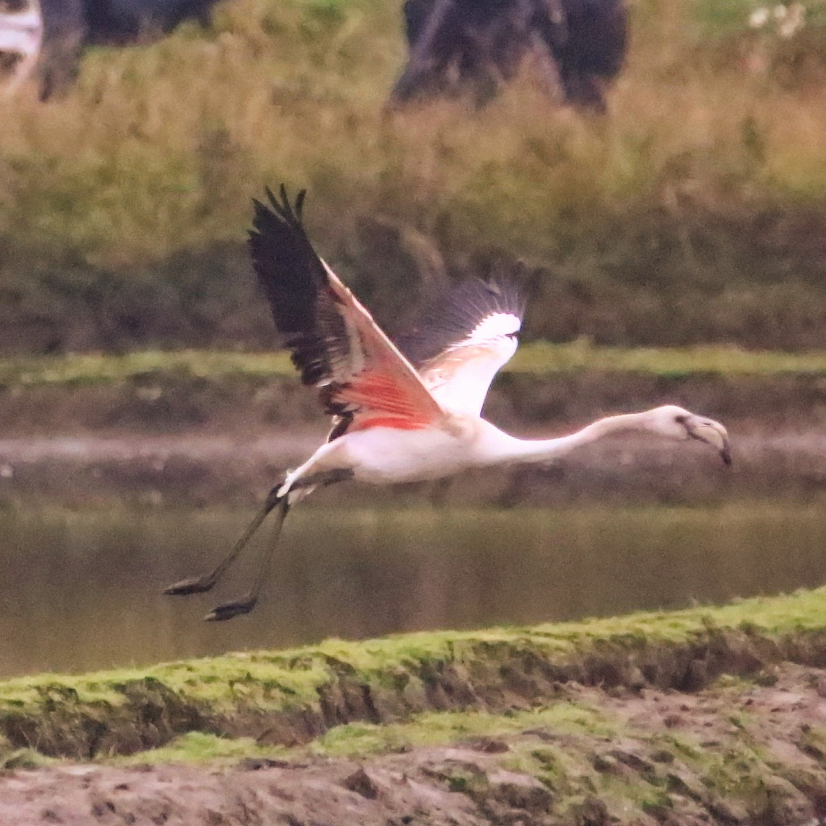 Flamant rose - ML22389251