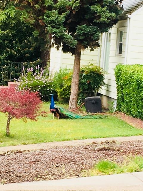 Indian Peafowl (Domestic type) - Destinee Thornton