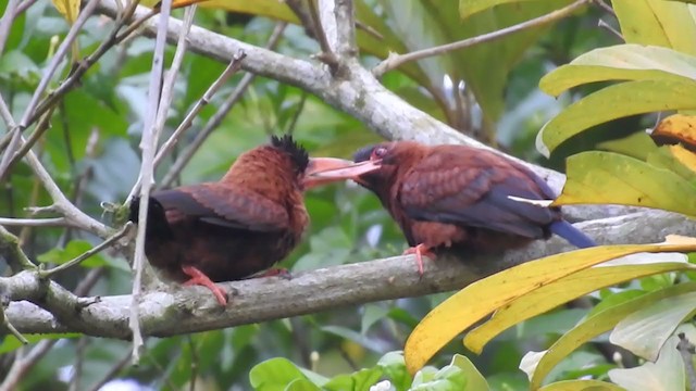 Purúsglanzvogel - ML223898611