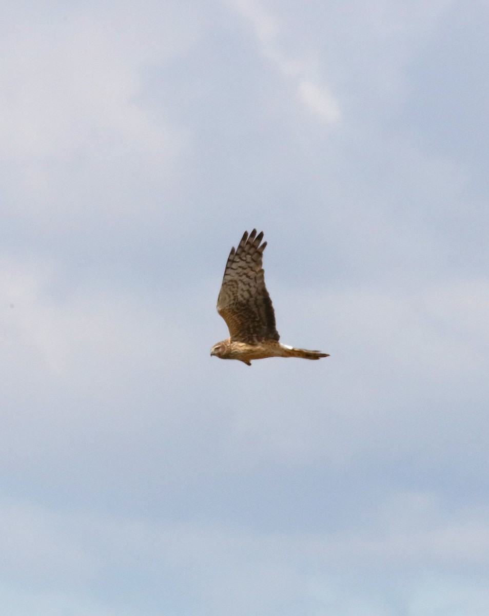 Northern Harrier - Scott Sneed