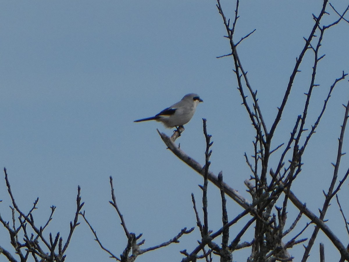 Northern Shrike - ML223906831