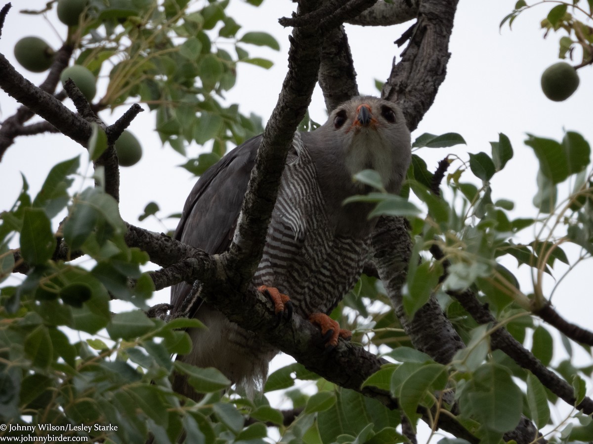 Lizard Buzzard - ML223906881