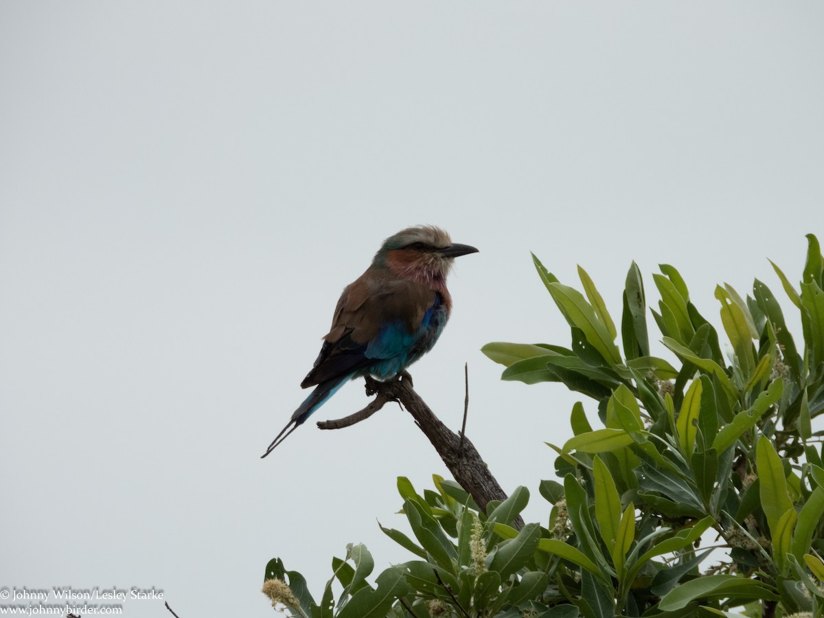 Leylak Renkli Gökkuzgun (caudatus) - ML223906911