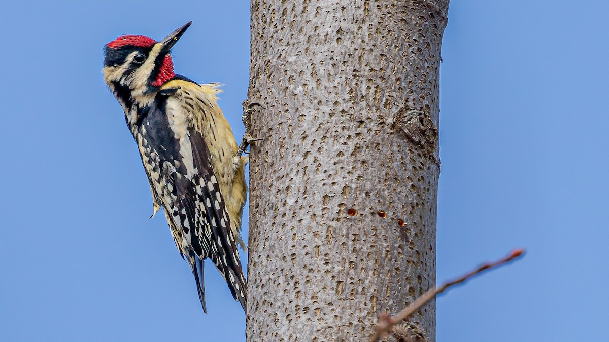 Yellow-bellied Sapsucker - ML223907801