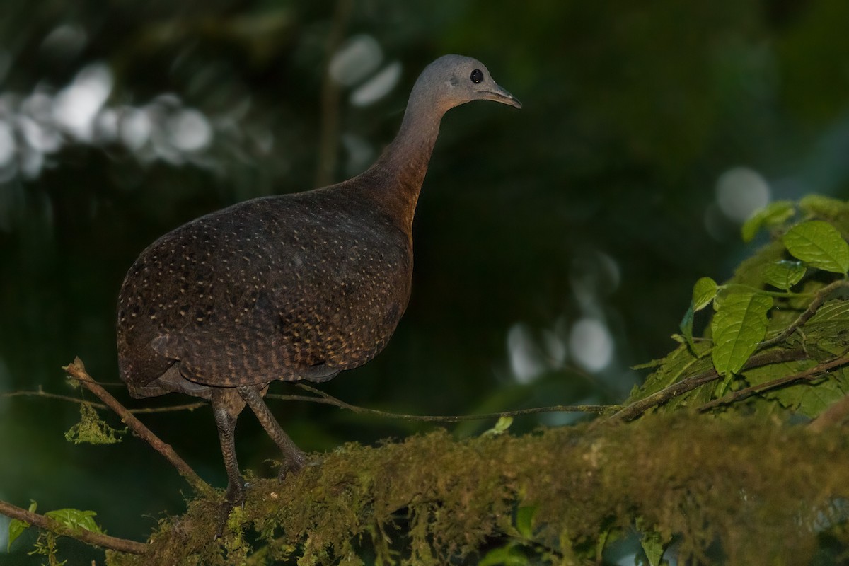 Highland Tinamou - ML223908441