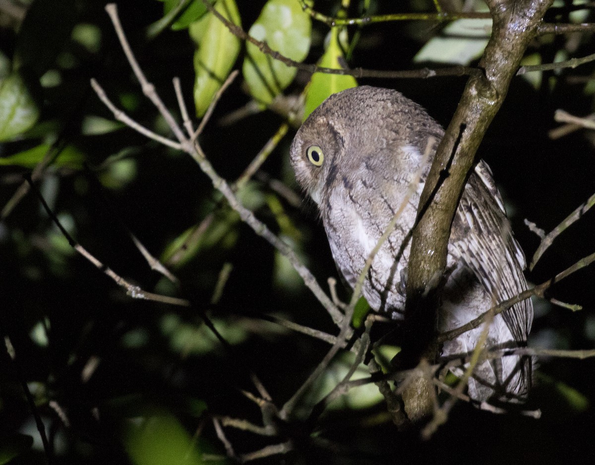 Middle American Screech-Owl - ML223909361