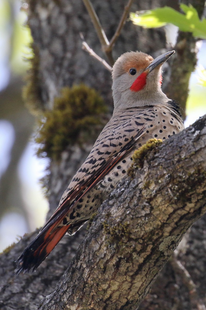 Northern Flicker (Red-shafted) - Patricia Clark