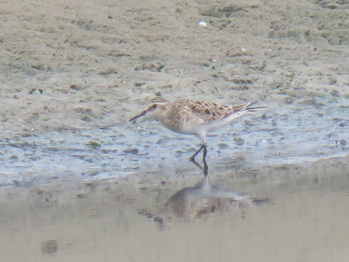 Baird's Sandpiper - ML223910621