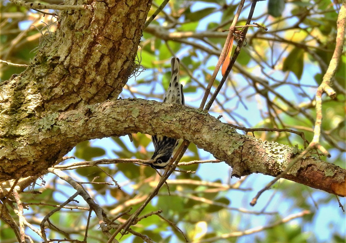 Black-and-white Warbler - ML223911041