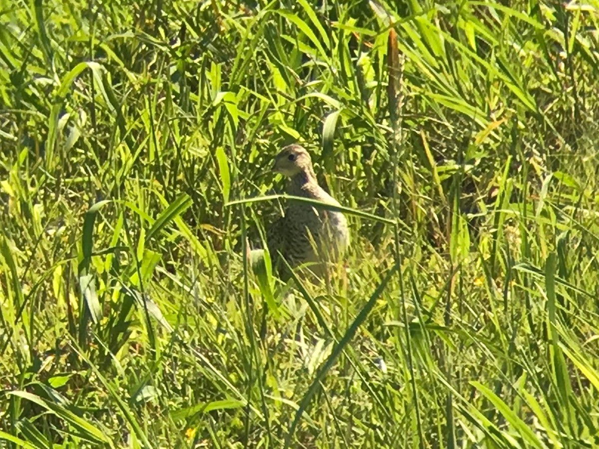 Upland Sandpiper - Matthew Giorgio