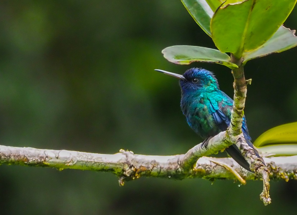 Blue-headed Hummingbird - John Sterling