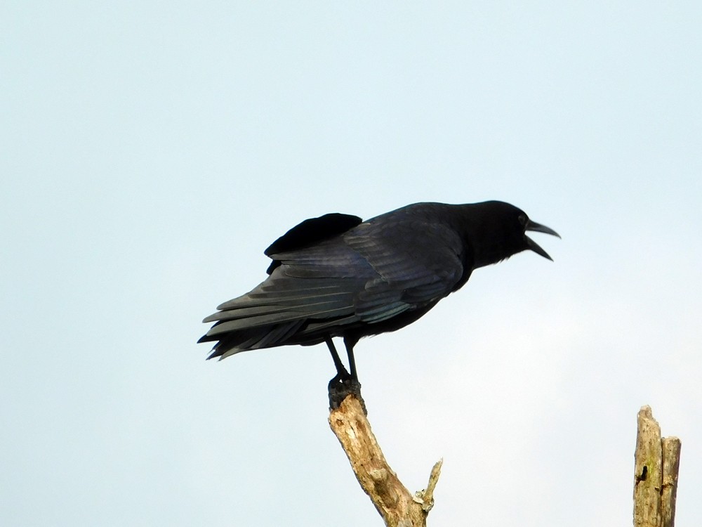 American Crow - ML22391241