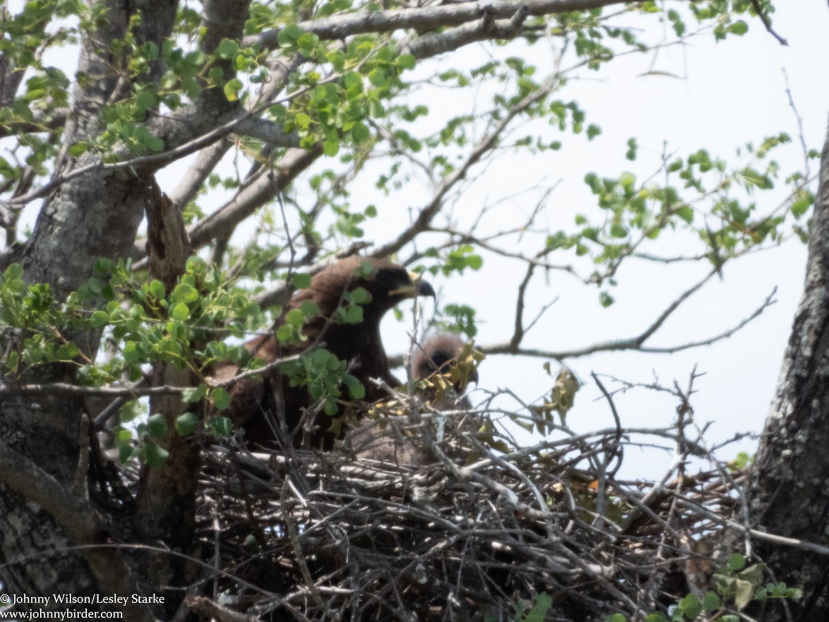 Wahlberg's Eagle - Johnny Wilson