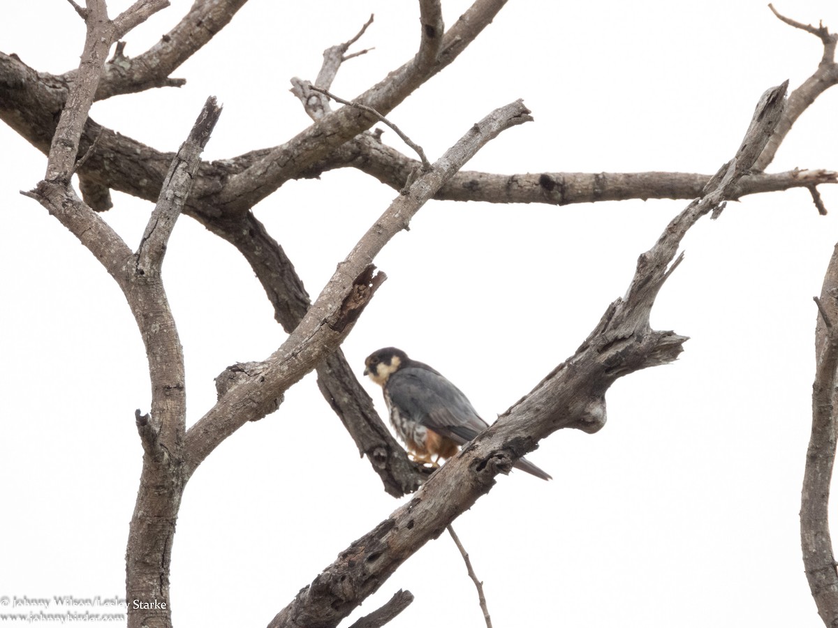 Eurasian Hobby - ML223912771