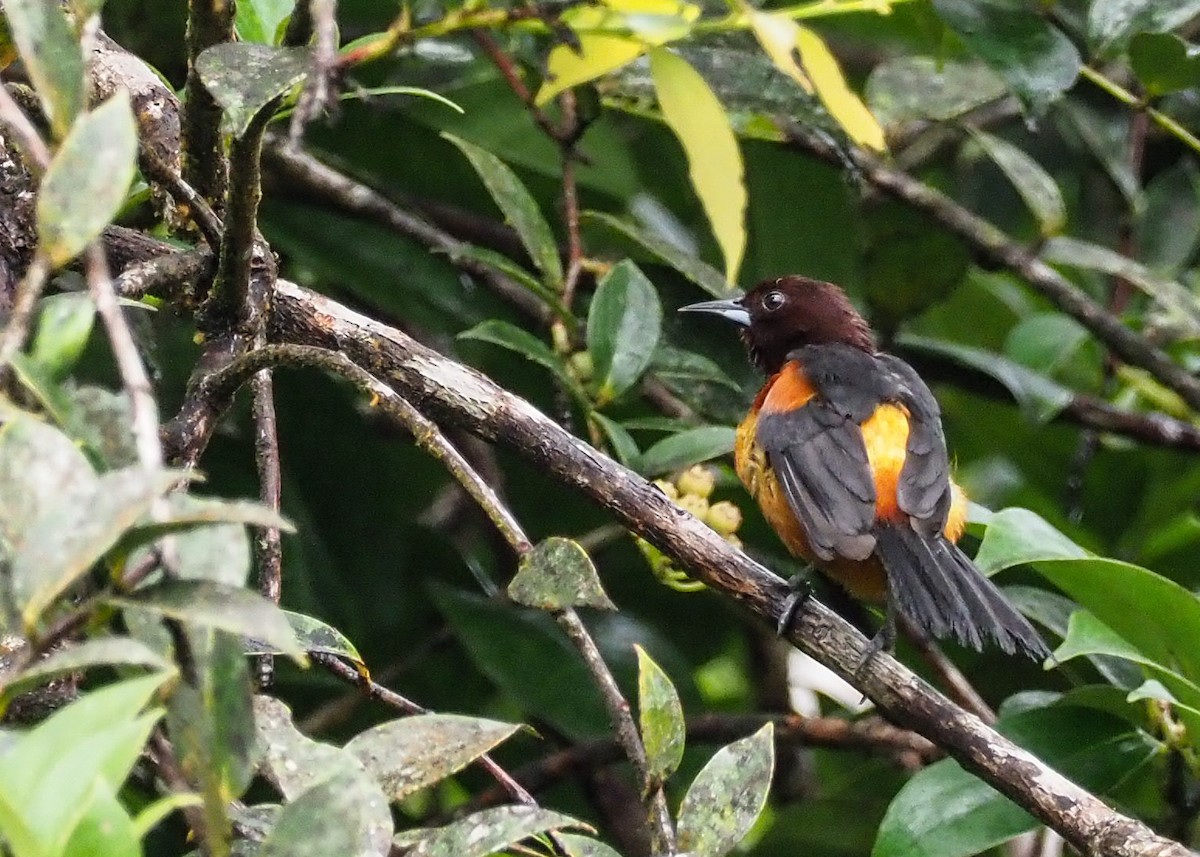 Martinique Oriole - ML223912871