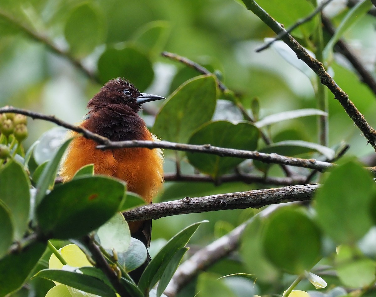 Martinique Oriole - ML223912961