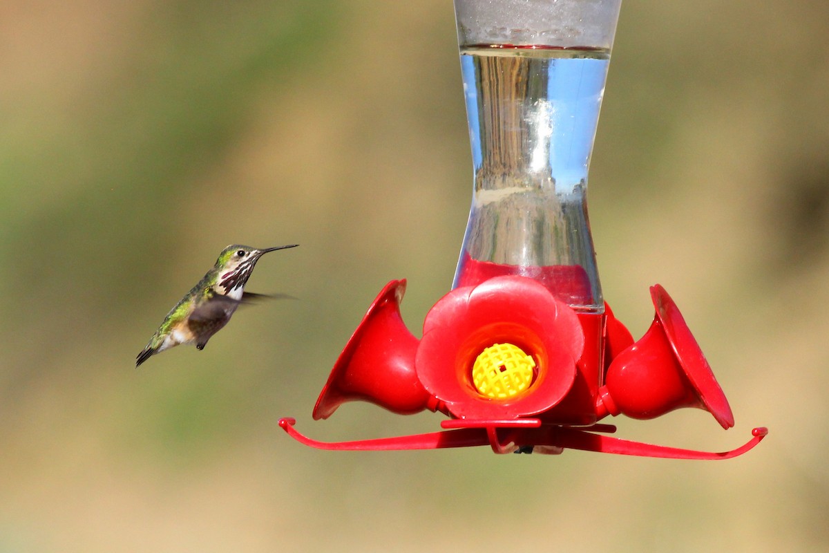 Calliope Hummingbird - ML223915991