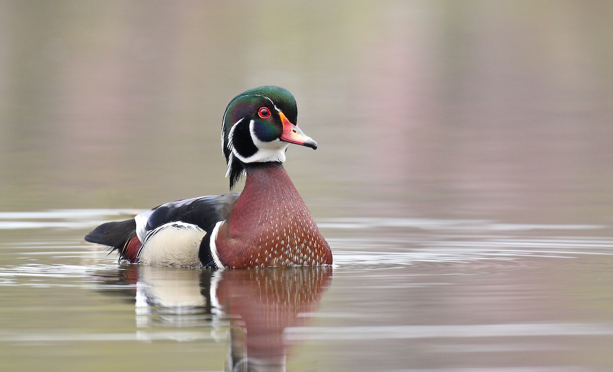 Wood Duck - ML223916061