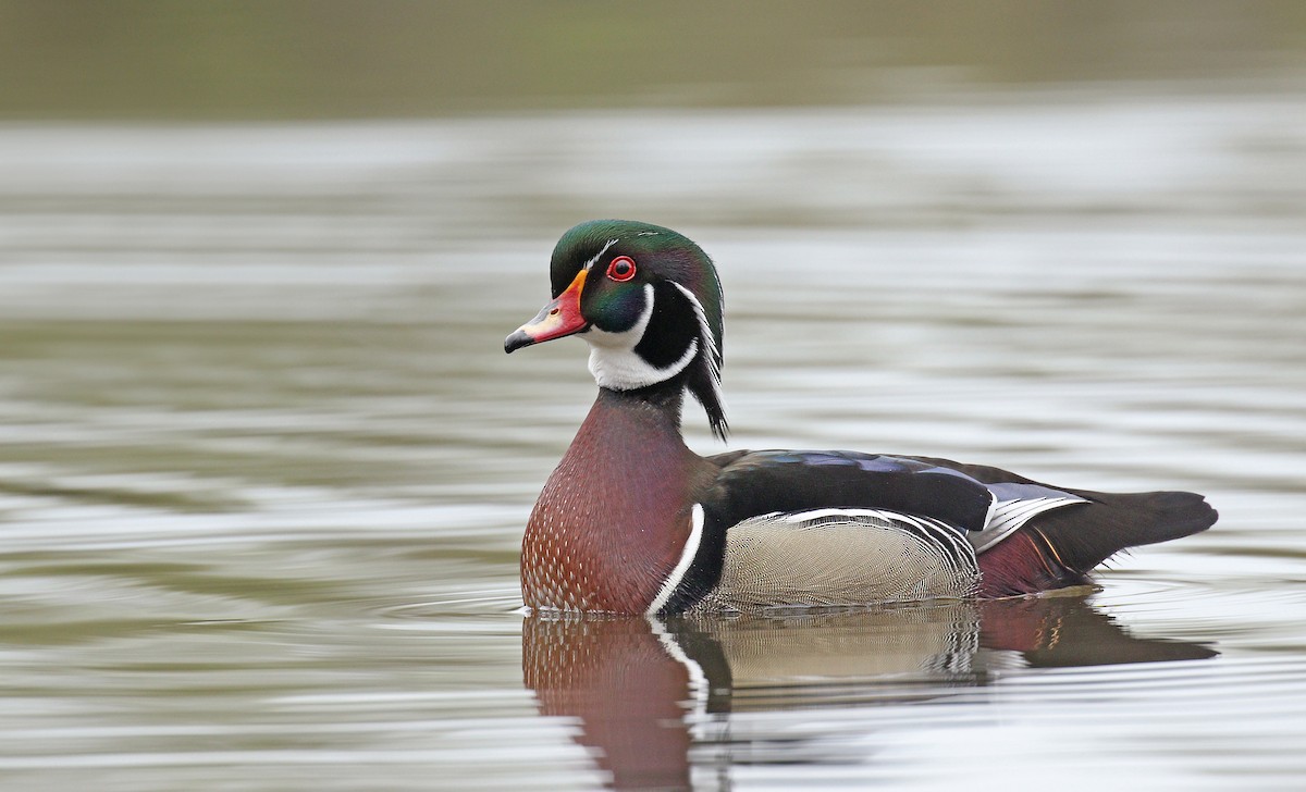 Wood Duck - Ryan Schain