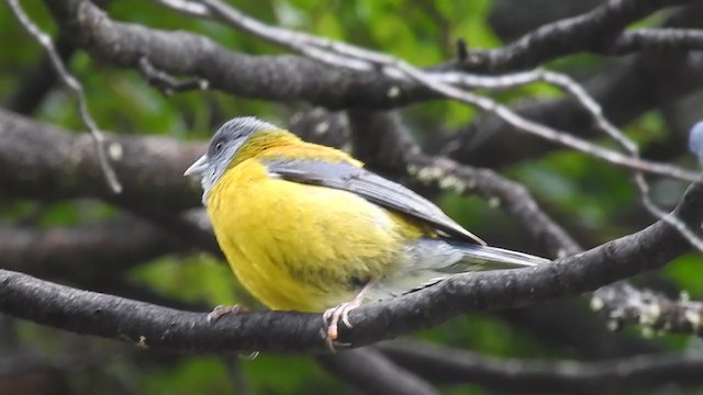 Patagonian Sierra Finch - ML223916471