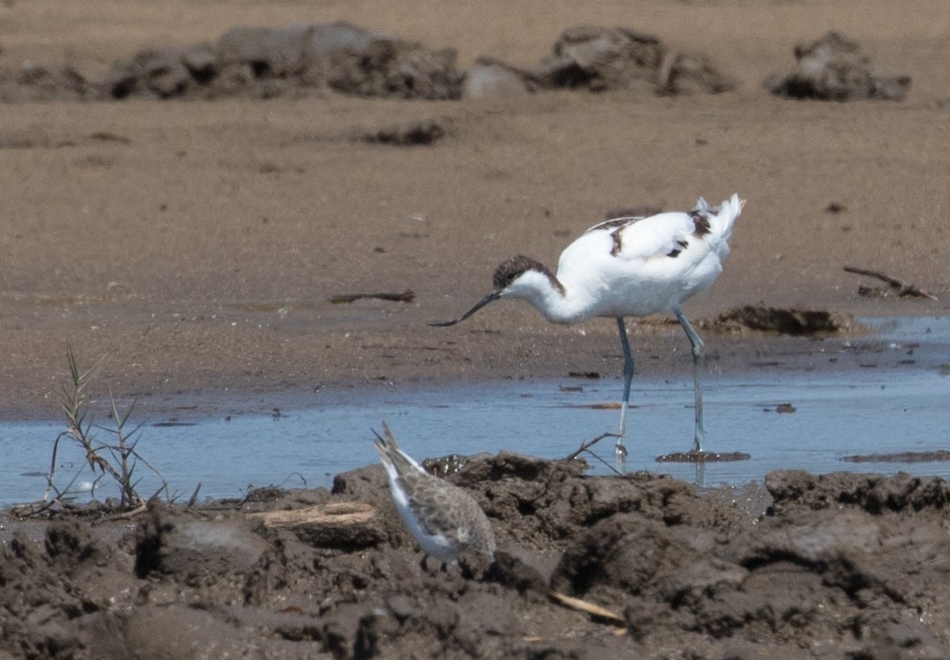 Pied Avocet - ML223916861