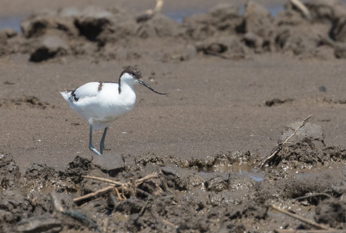 Pied Avocet - ML223916891