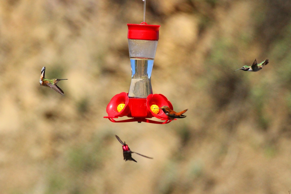 Calliope Hummingbird - ML223917061