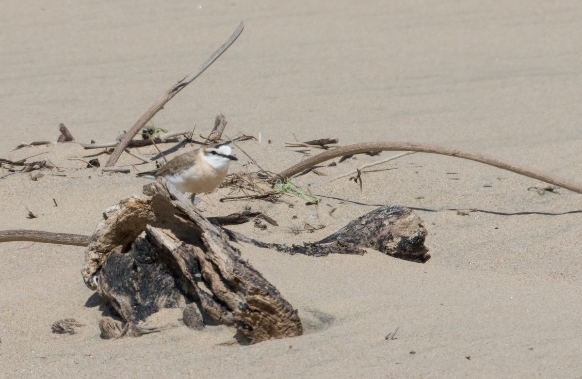 White-fronted Plover - ML223917311