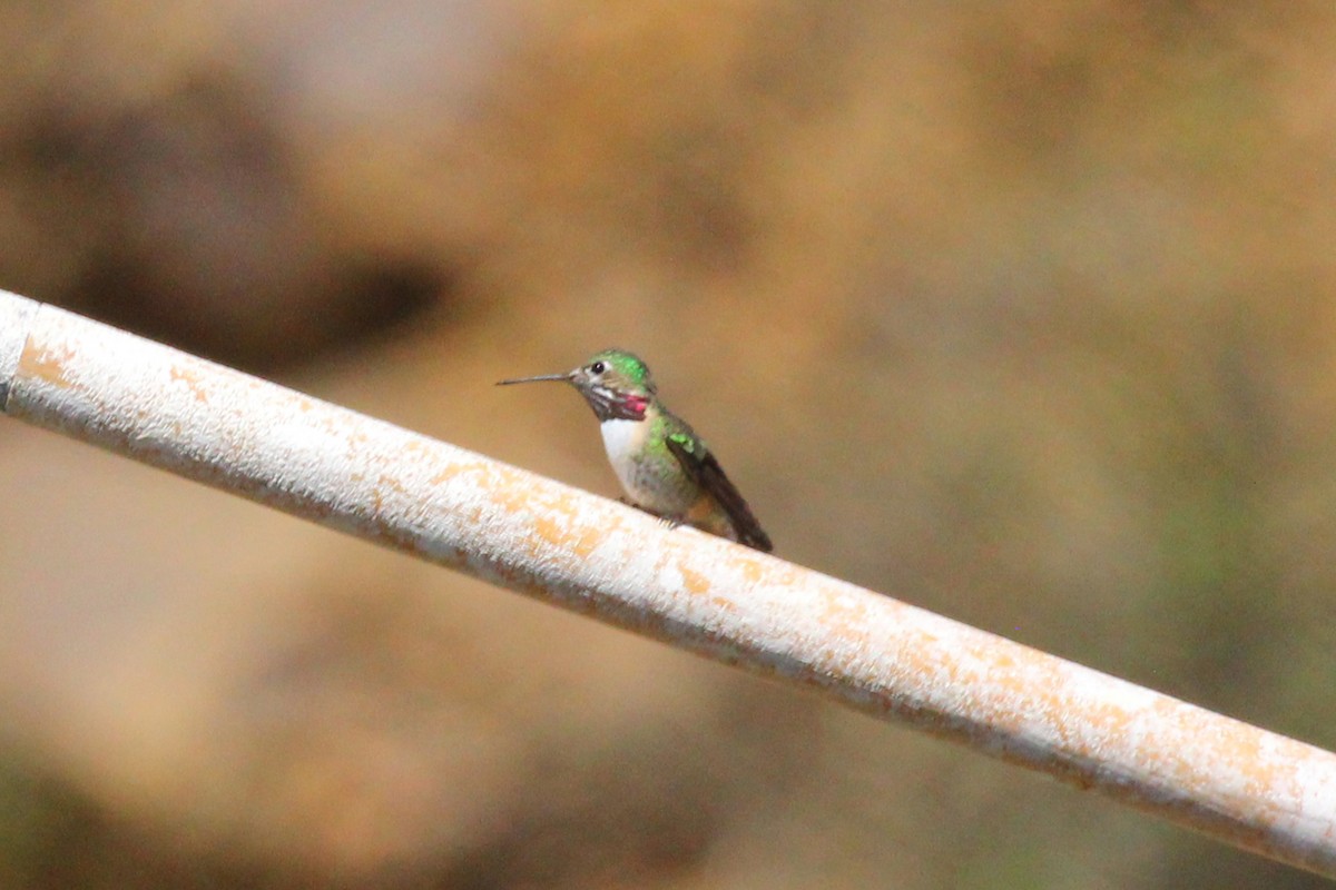Calliope Hummingbird - ML223917471