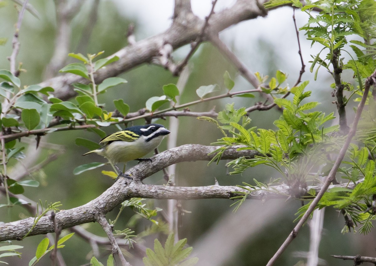 Yellow-rumped Tinkerbird - ML223918161