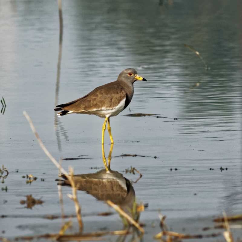 Gray-headed Lapwing - ML22391841