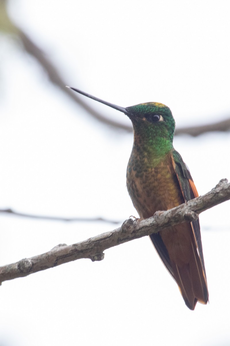 Merida Starfrontlet - Jhonathan Miranda - Wandering Venezuela Birding Expeditions